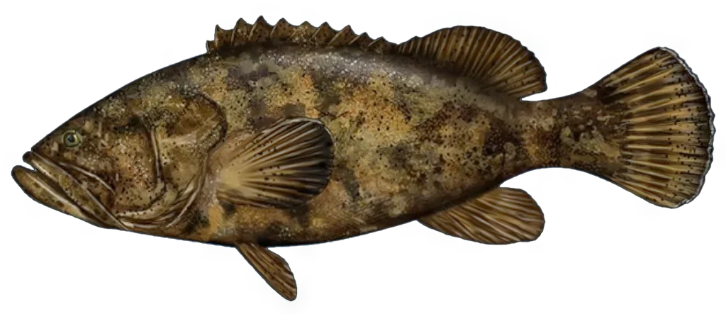 grouper on clear background