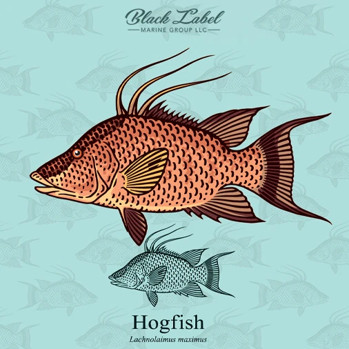 Hogfish-diagram