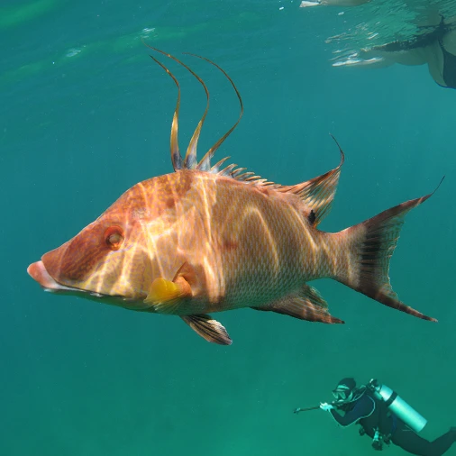 hogfish-swiming-underwater-spearfisher-and-swimming-woman-swimming-in-background