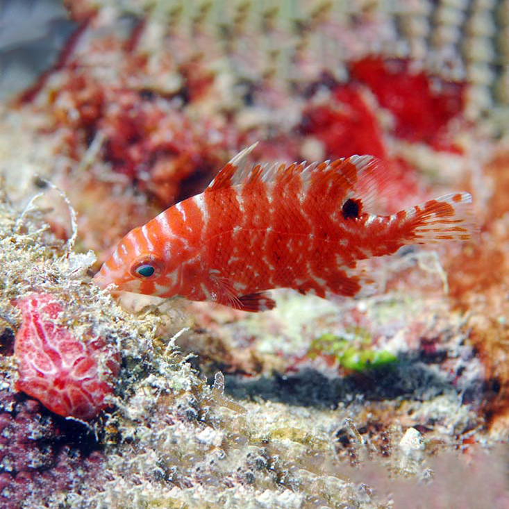 juvenile-hogfish