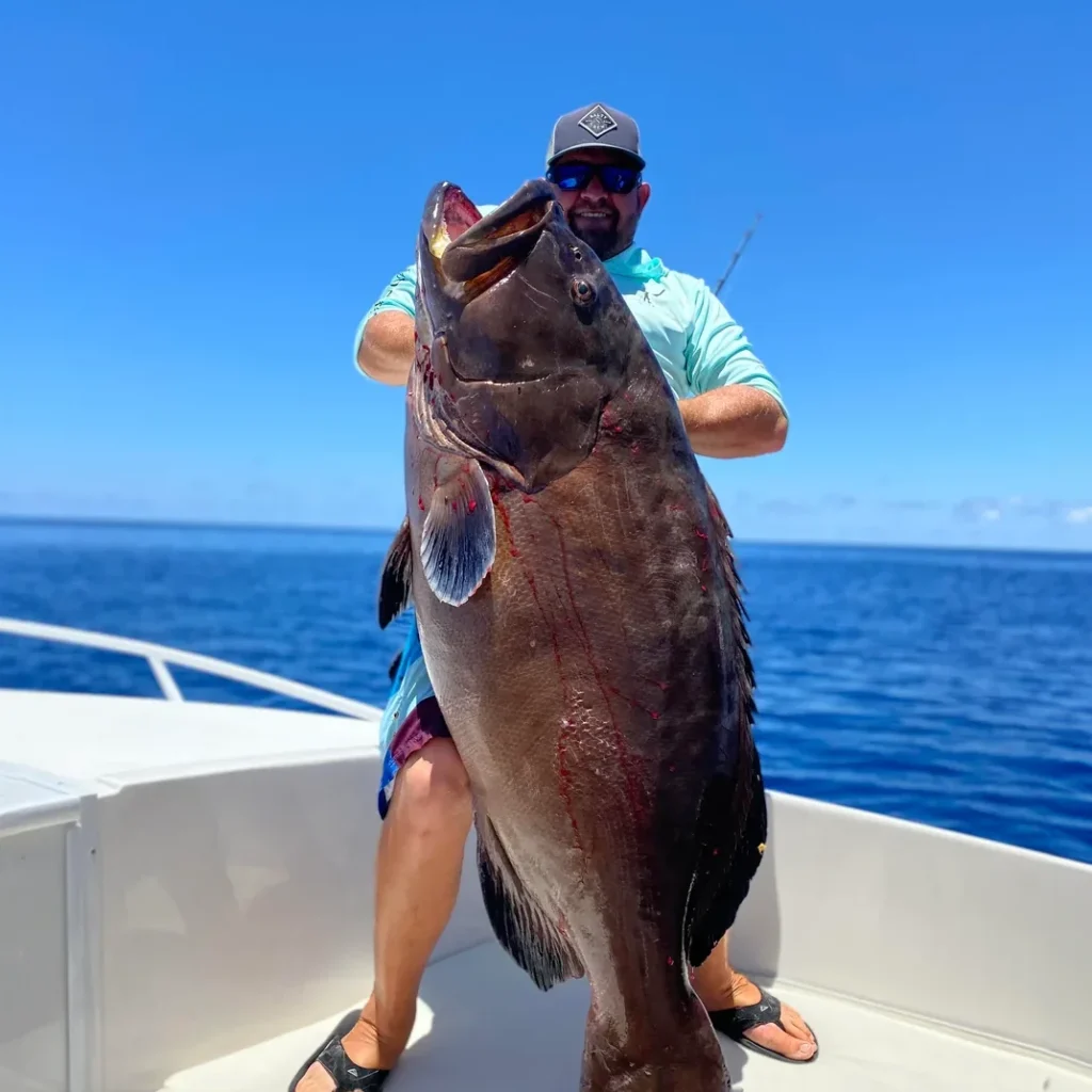 black grouper