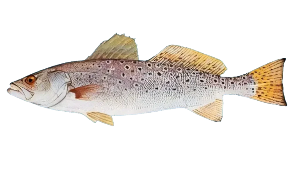 SPOTTED-TROUT