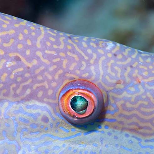 up-close-and-personal-look-at-a-hogfish-eye