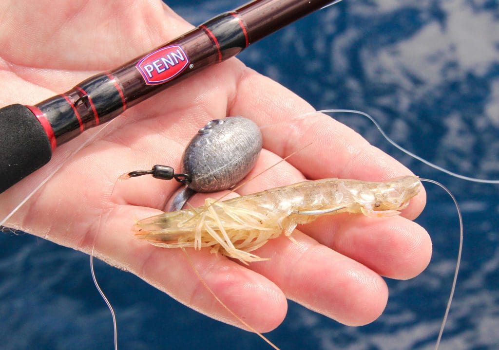 fishing-with-shrimp-on-boat-for-sail