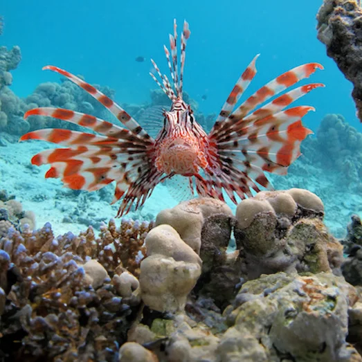 Lionfish-fins-flared