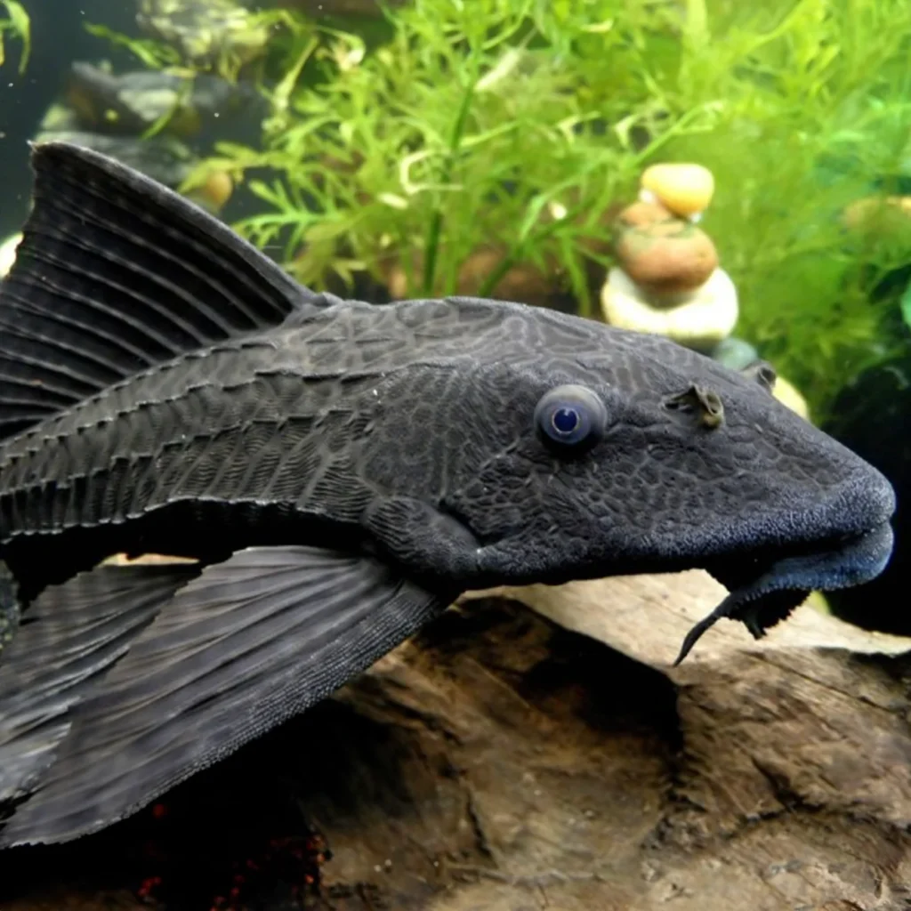 armored-catfish-invasive-florida-species-3