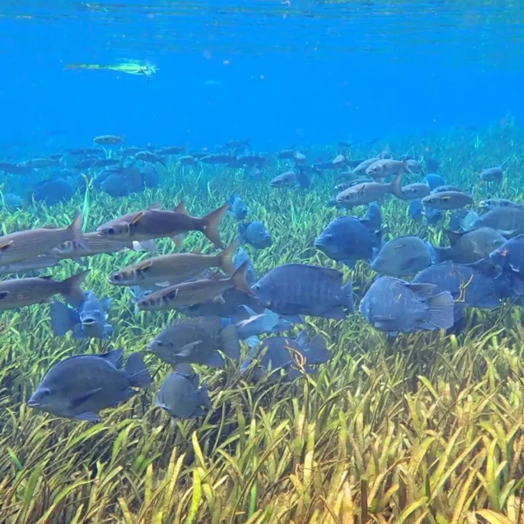 blue-tilapia-florida-invasive-fish-swimming-in-pack