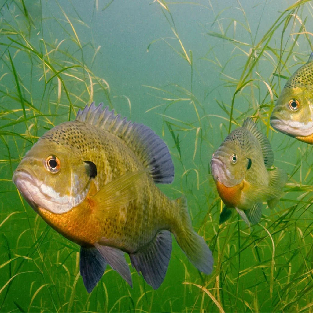 blugill-florida-invasive-fish-under-water