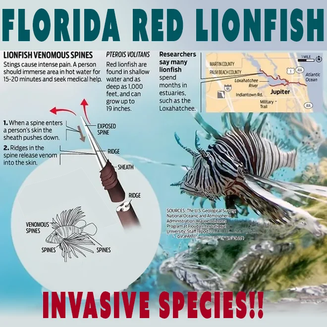 florida-invasive-lionfish-diagram
