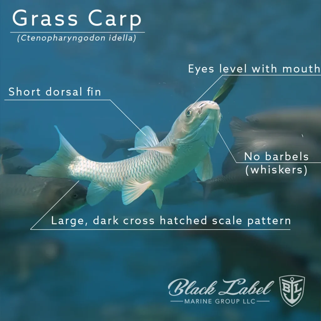 grass-carp-invasive-florida-marine-life-2