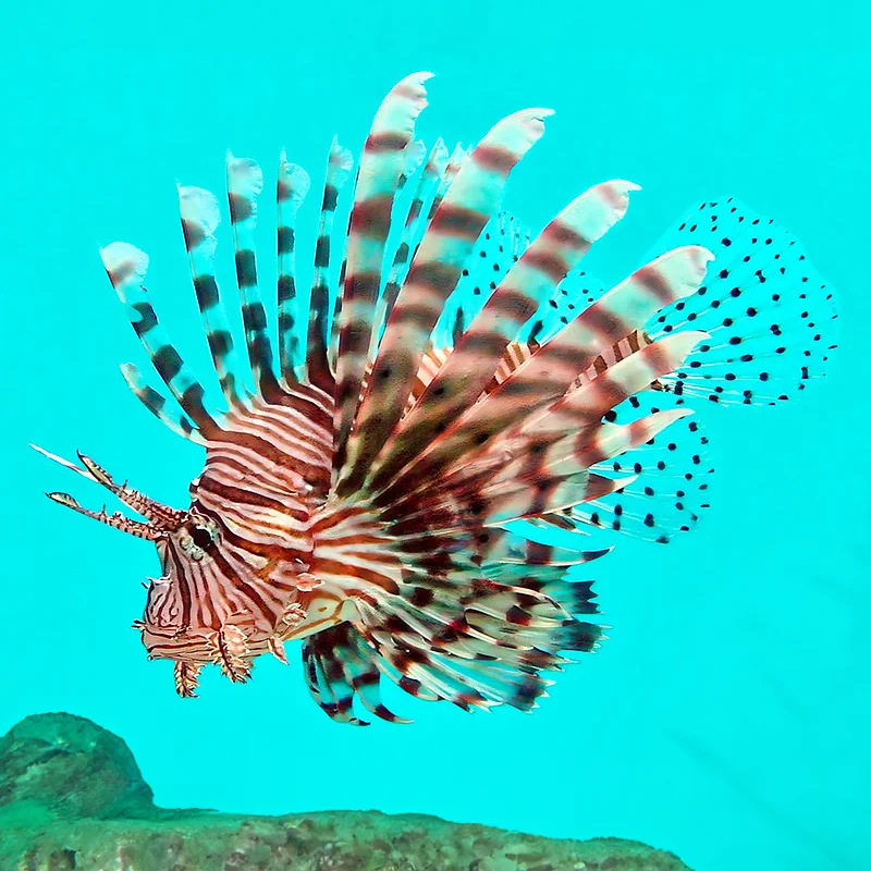 lionfish-sea-floor