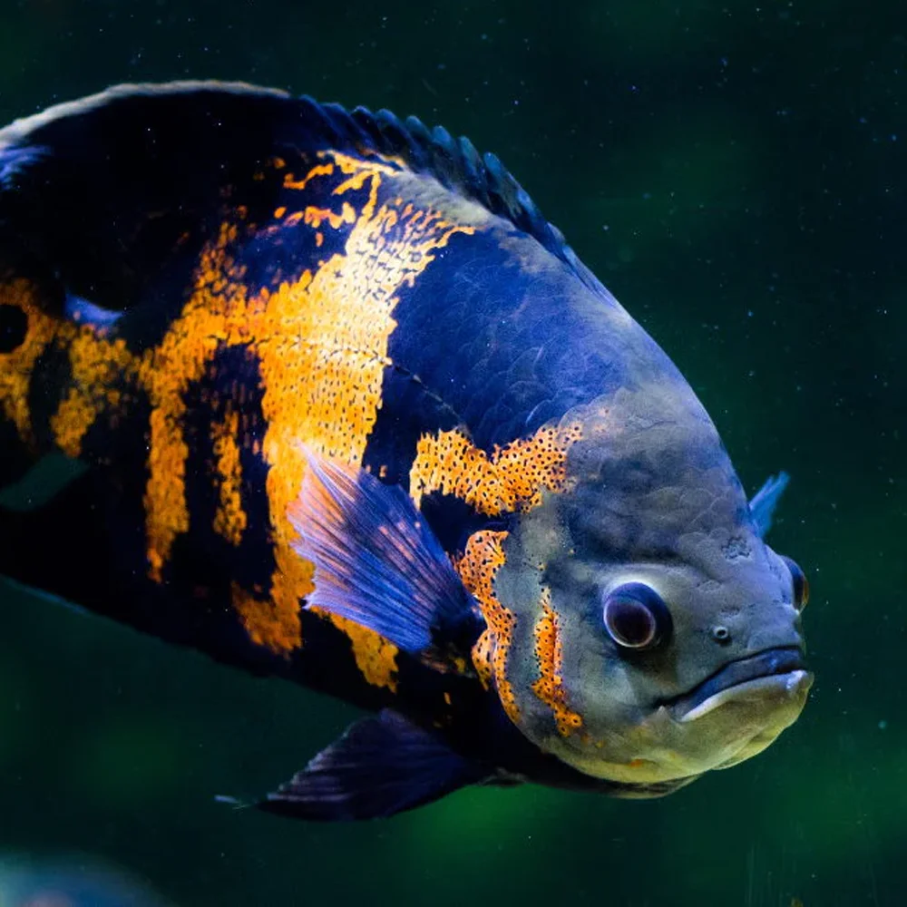 oscar fish bluie orange
