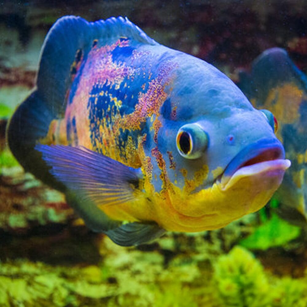 oscar fish green orasnge blkue