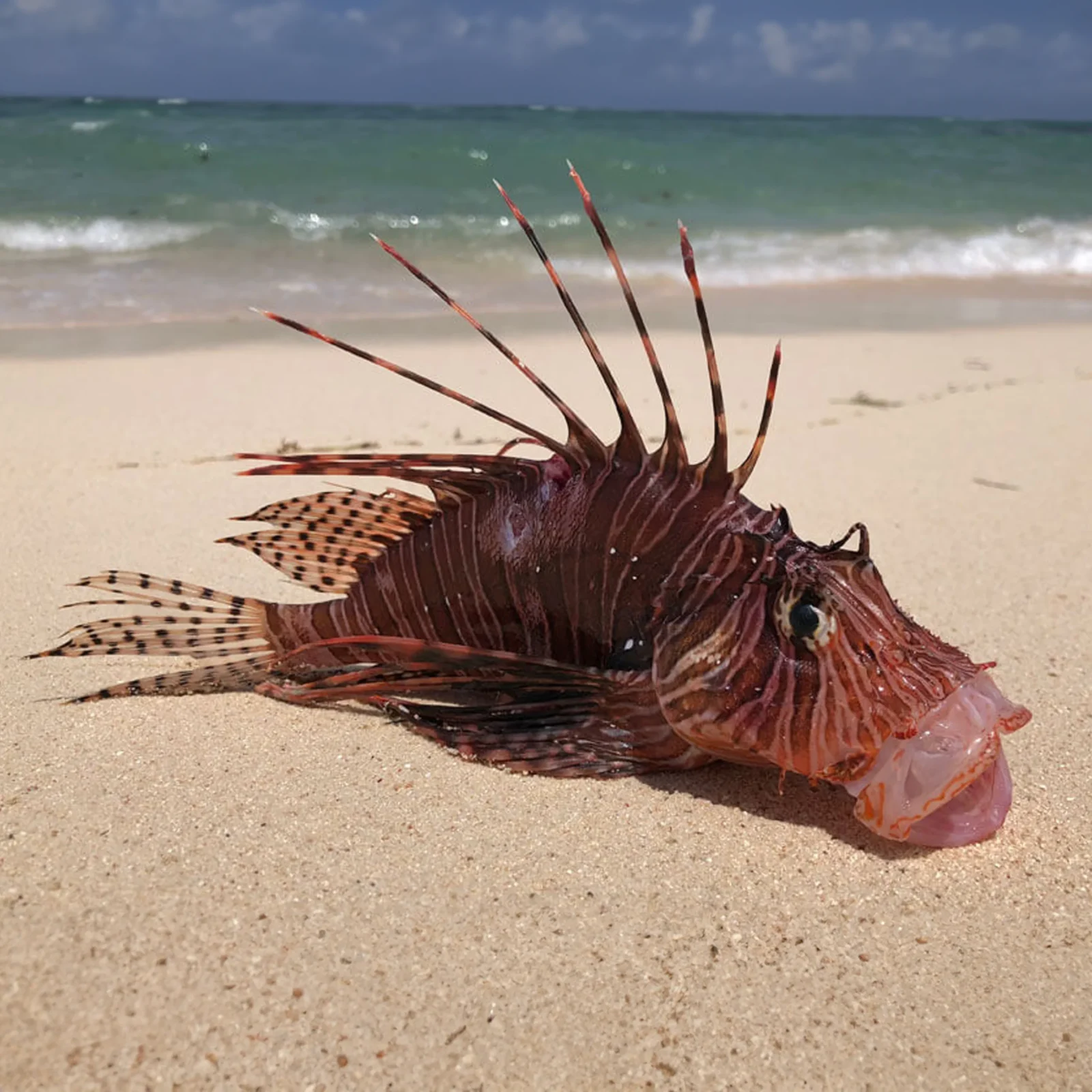 red-lionfish-invasive-species-on-beach