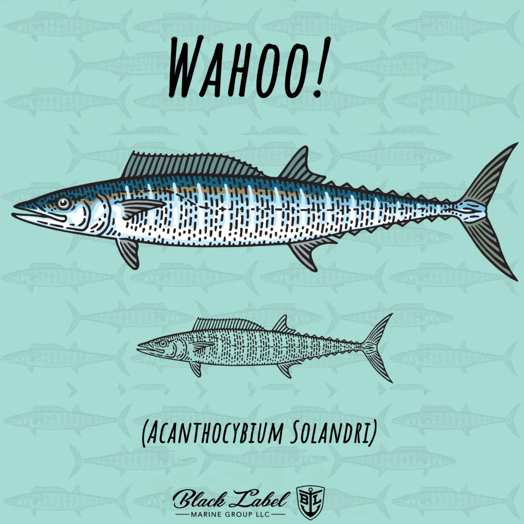 wahoo-fish-illustration