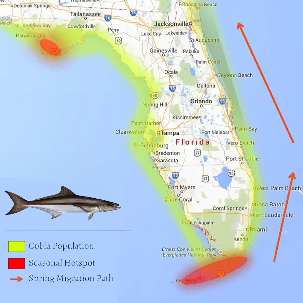 cobia-fish-migration-patterns