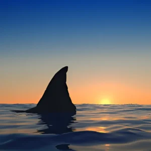 shark fin sunset