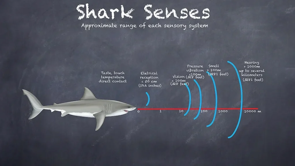 shark senses