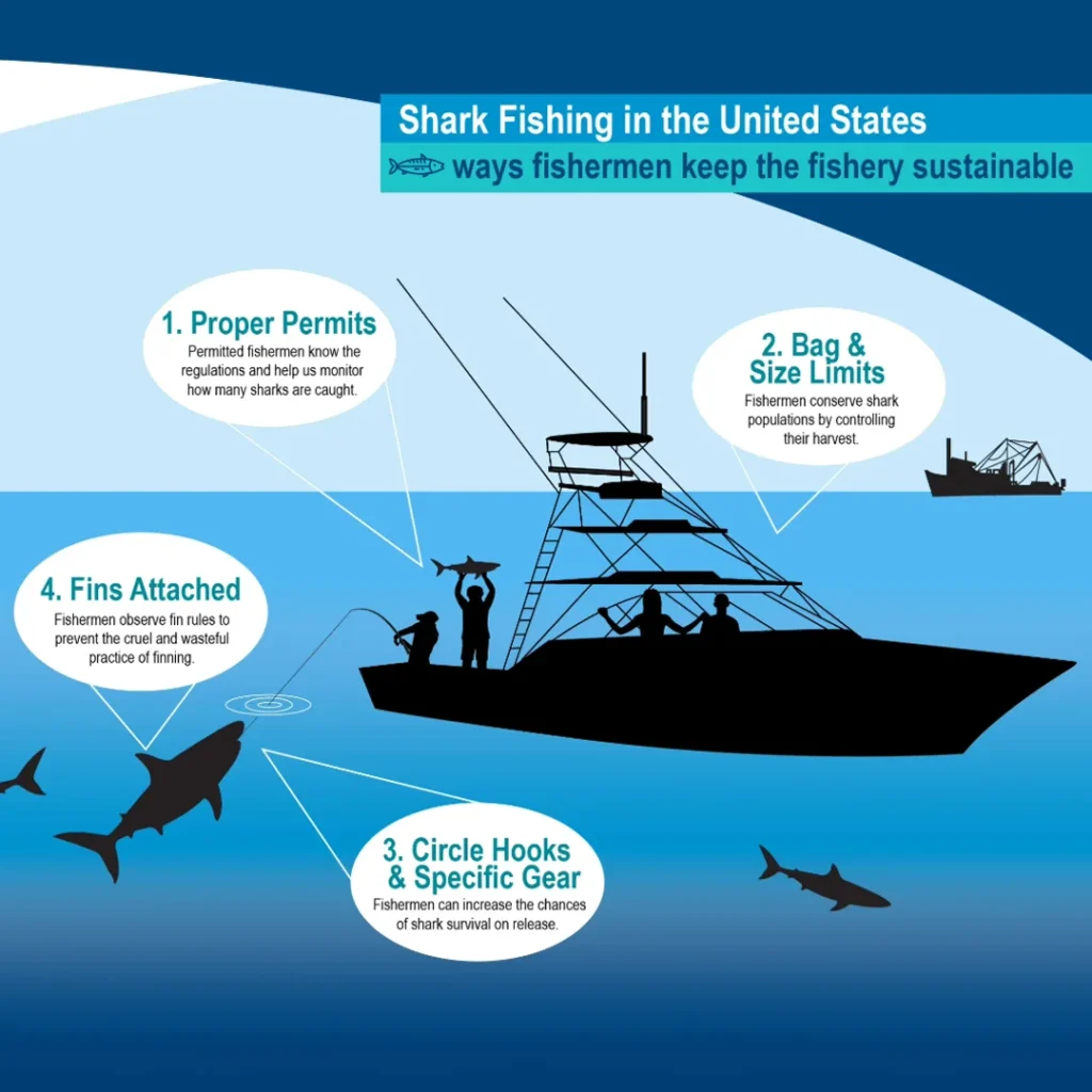 shark fishing infographic