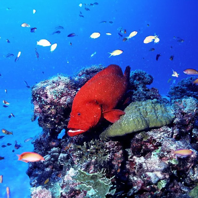 red grouper in reef