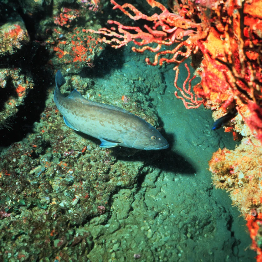 gag grouper reef