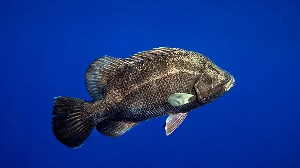 tripletail