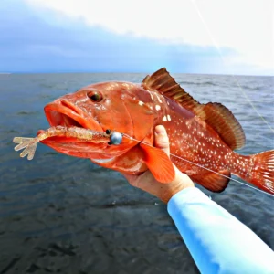 red grouper