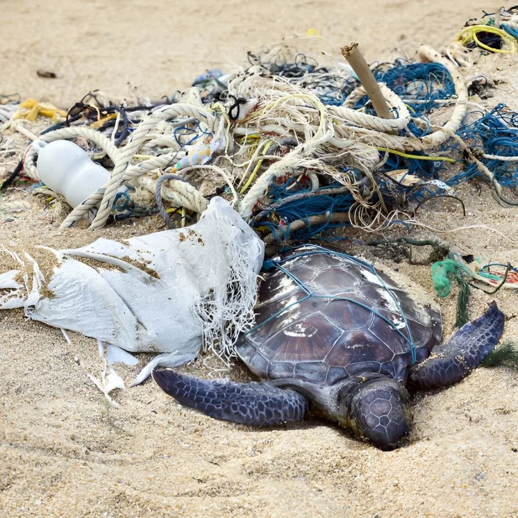 sea turtle dead from trash