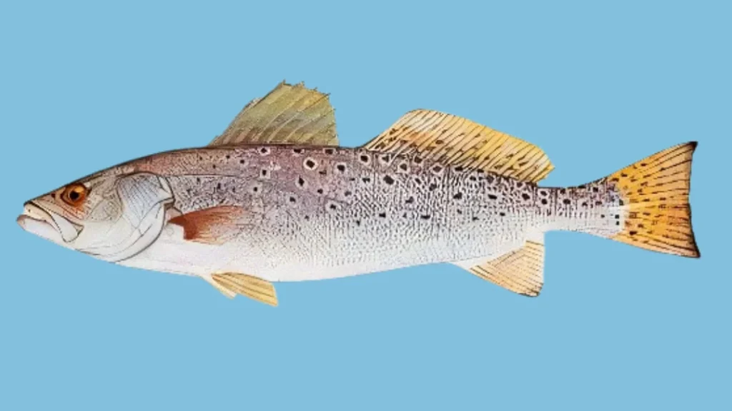 spotted sea trout