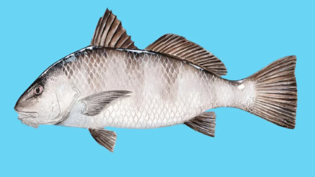 Black drum