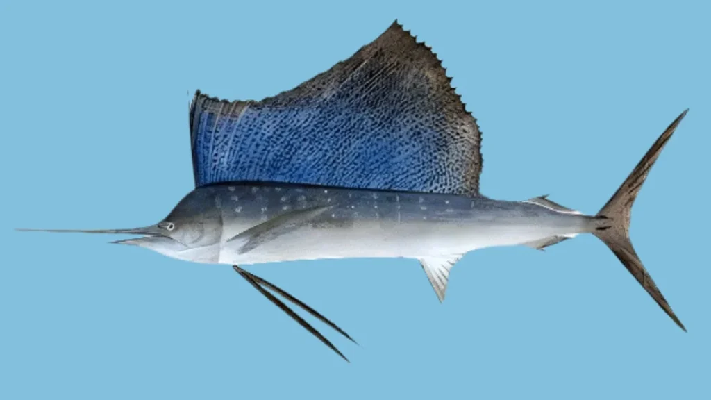 sailfish