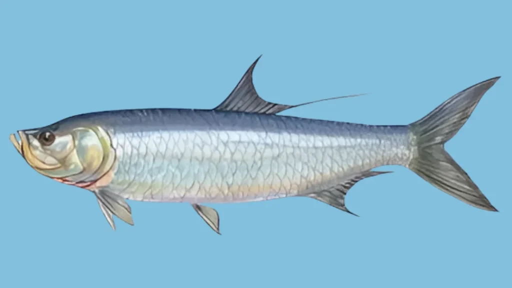 tarpon