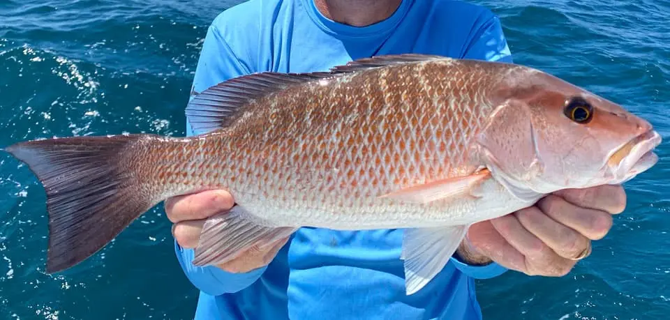 mangrove snapper