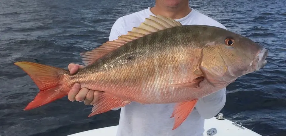 mutton snapper