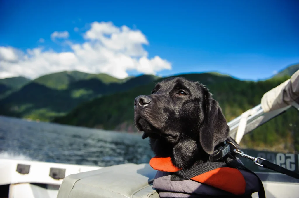 boating dog