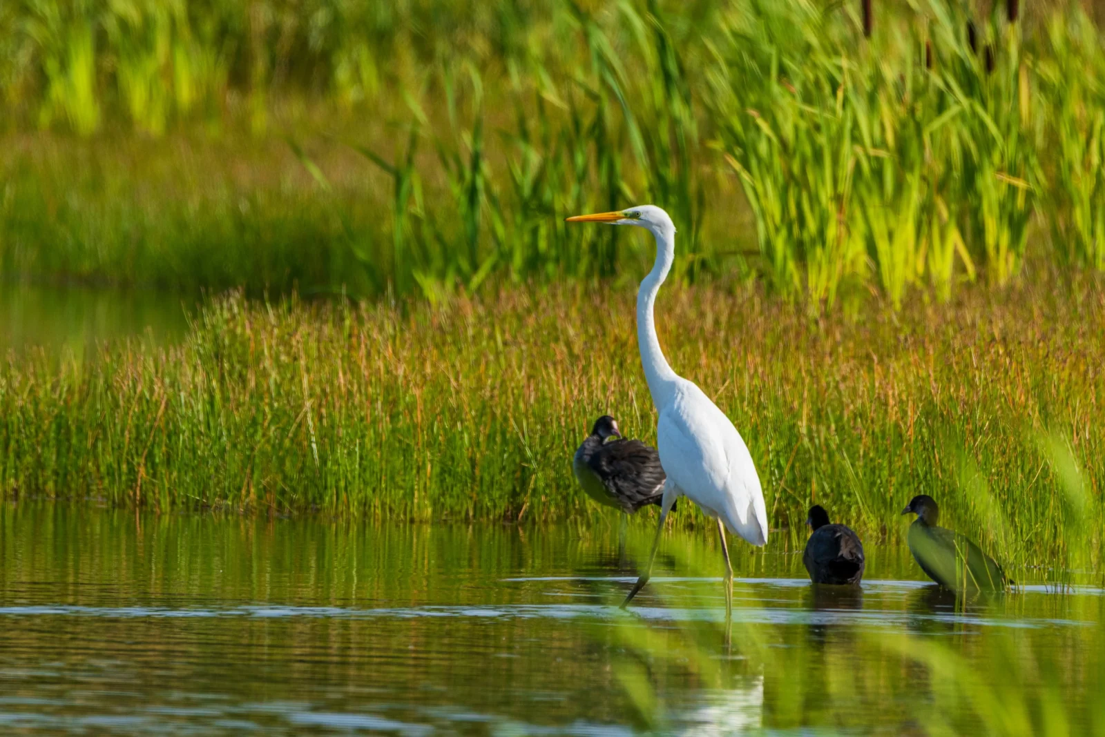 FLORIDA WILDLIFE