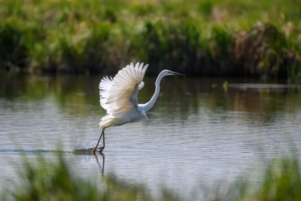 florida wildlife