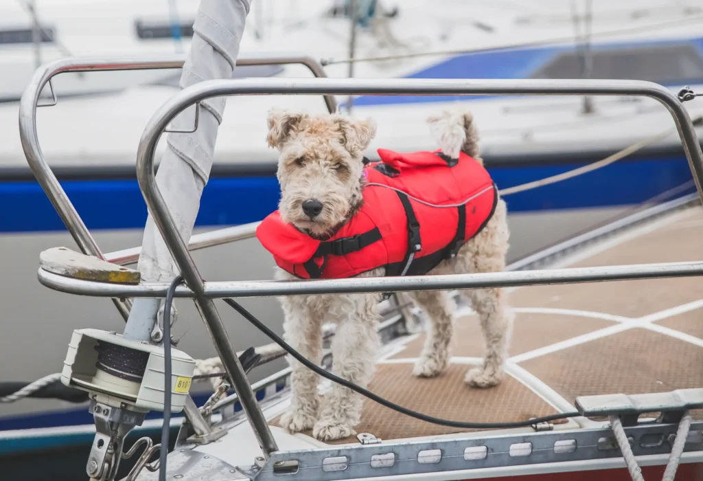 boating dog