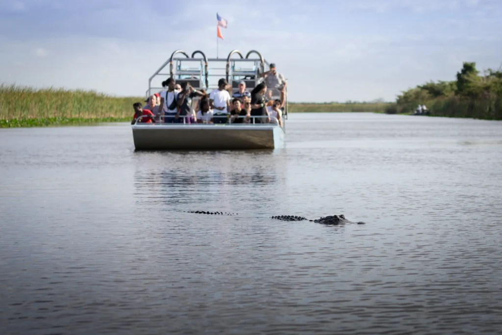 florida wildlife