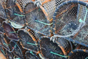 crab traps